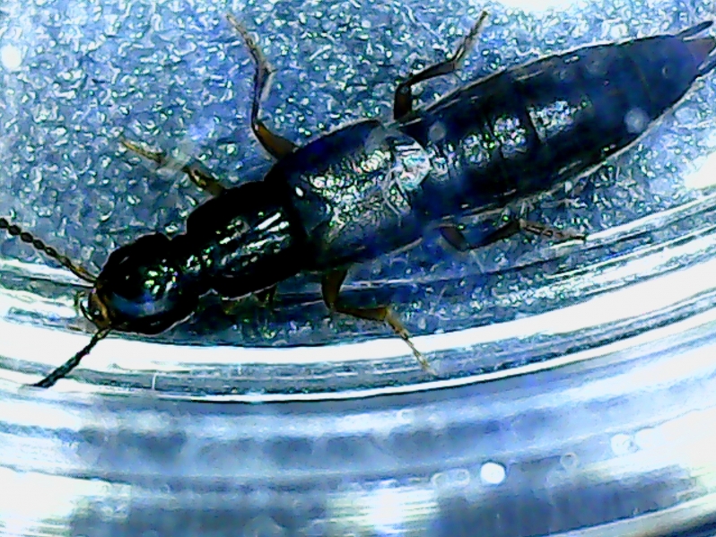 798x599, 460 Kb / зверь, насекомое, микроскоп