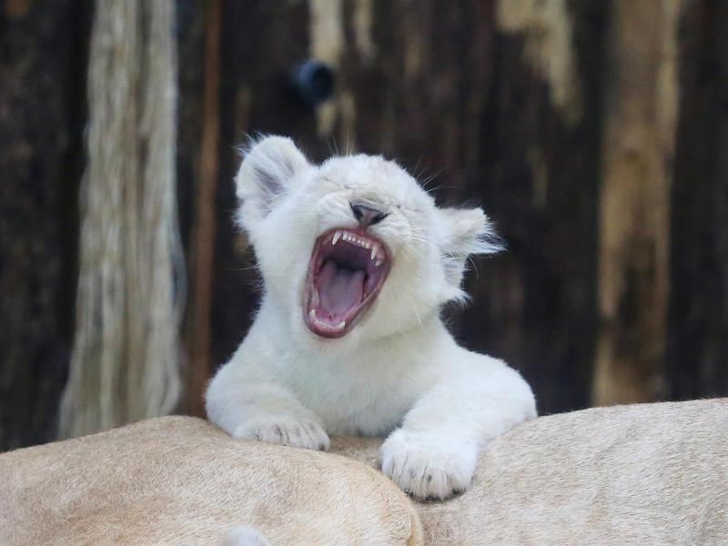 800x600, 58 Kb / львёнок, альбинос, пасть