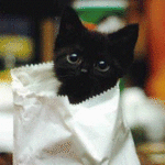 150x150, 290 Kb / котики, движение, маленькие, разные, гиф