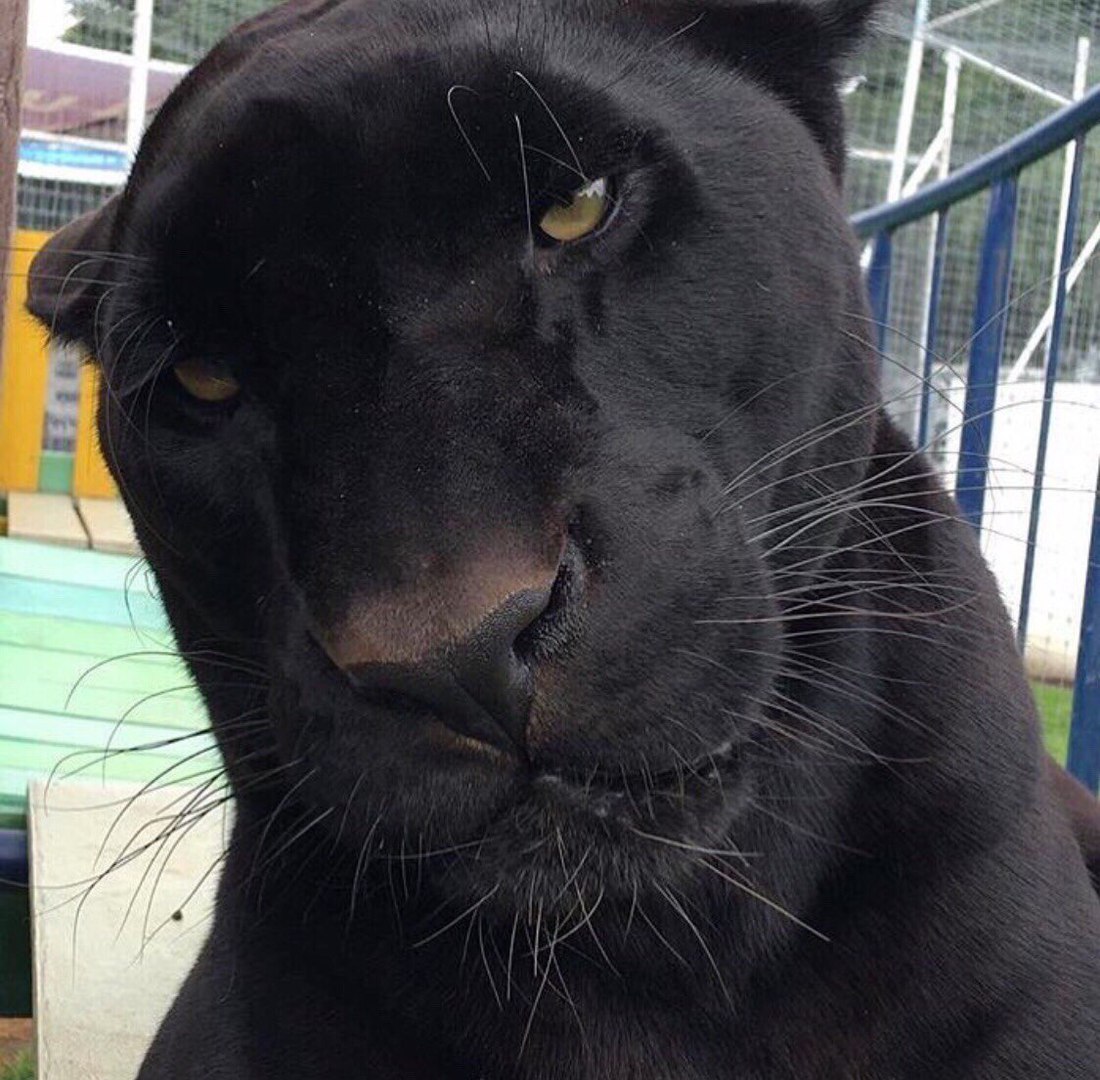 1100x1080, 210 Kb / пума, пантера, черная, взгляд, усы