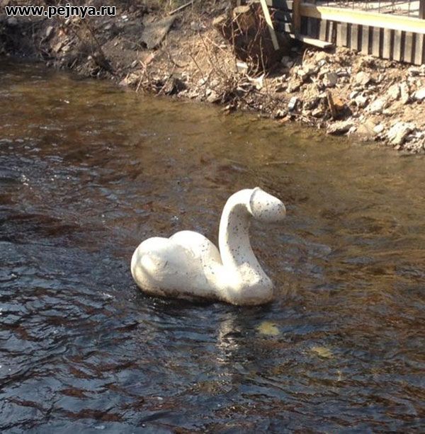 600x613, 82 Kb / лебедь, член, пруд