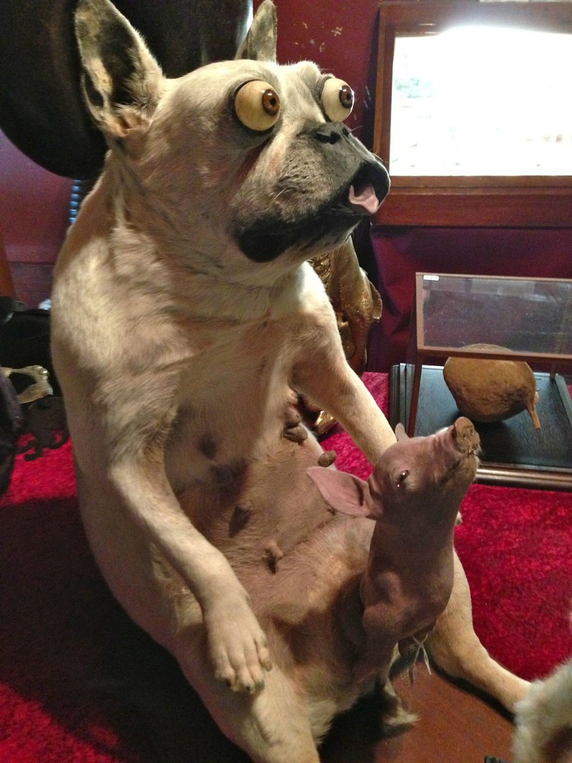 810x1080, 163 Kb / собачка, глазки, поросеночек