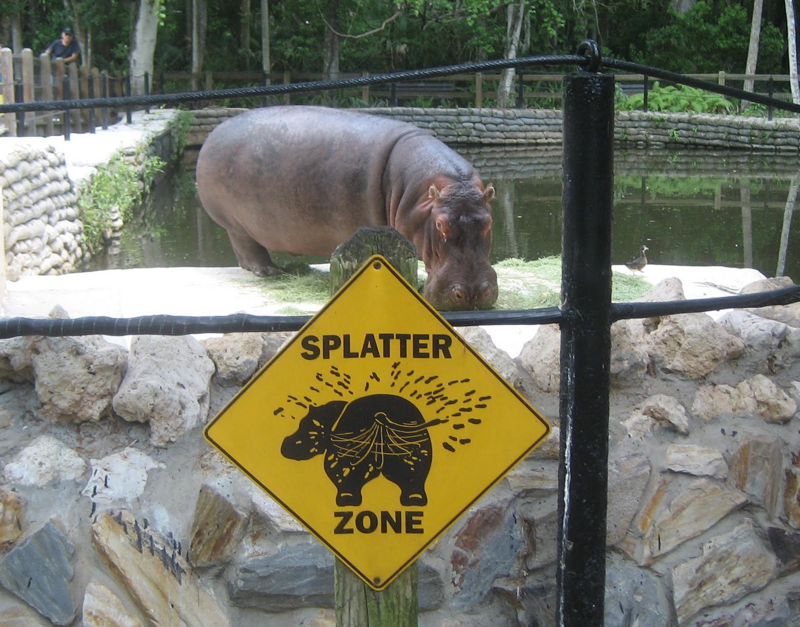 1600x1253, 263 Kb / зоопарк, бегемот, вольер