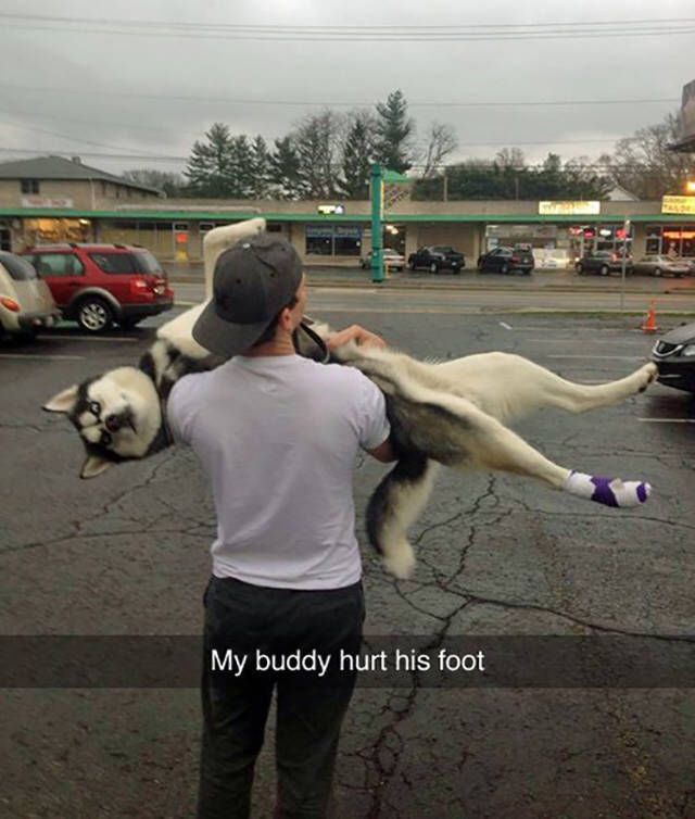 640x754, 60 Kb / парень, кепка, собака, хаски, перелом, парковка, авто