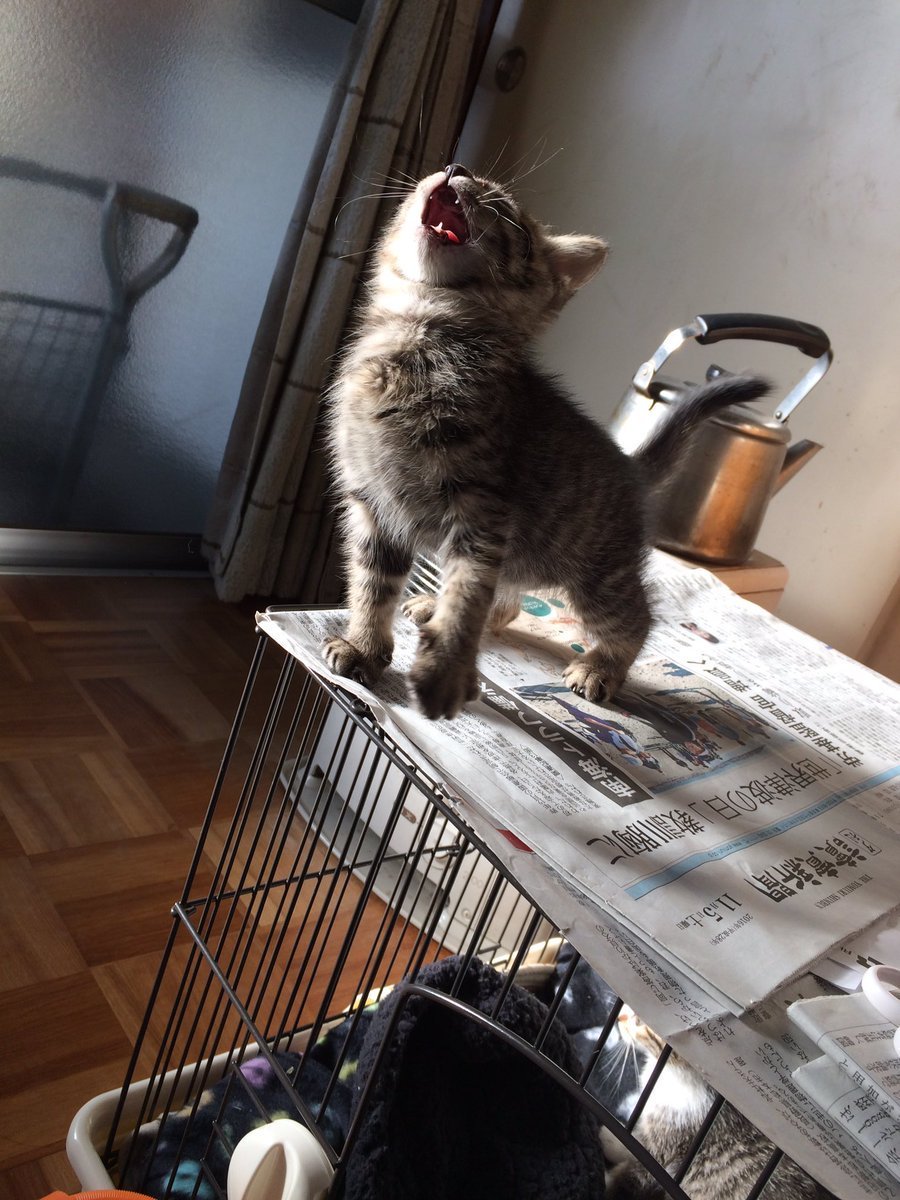 900x1200, 194 Kb / кот, клетка, газеты, чайник