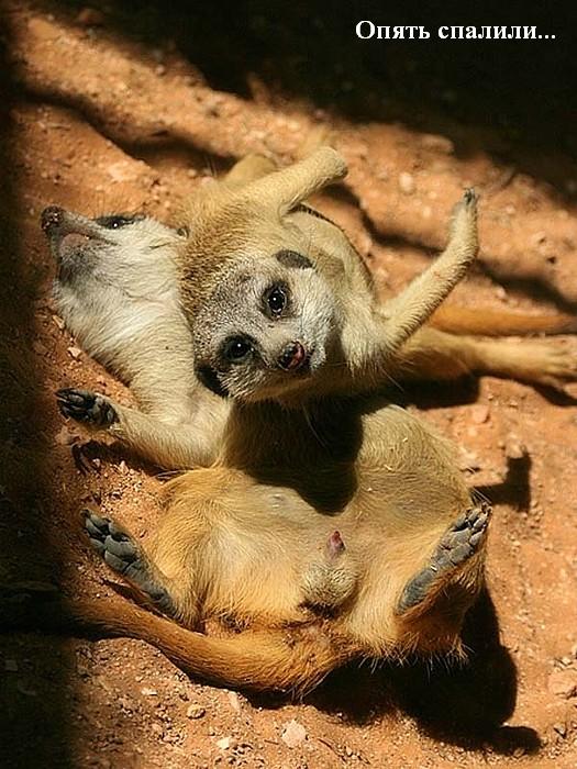 525x700, 77 Kb / суслики, фелляция, спалили