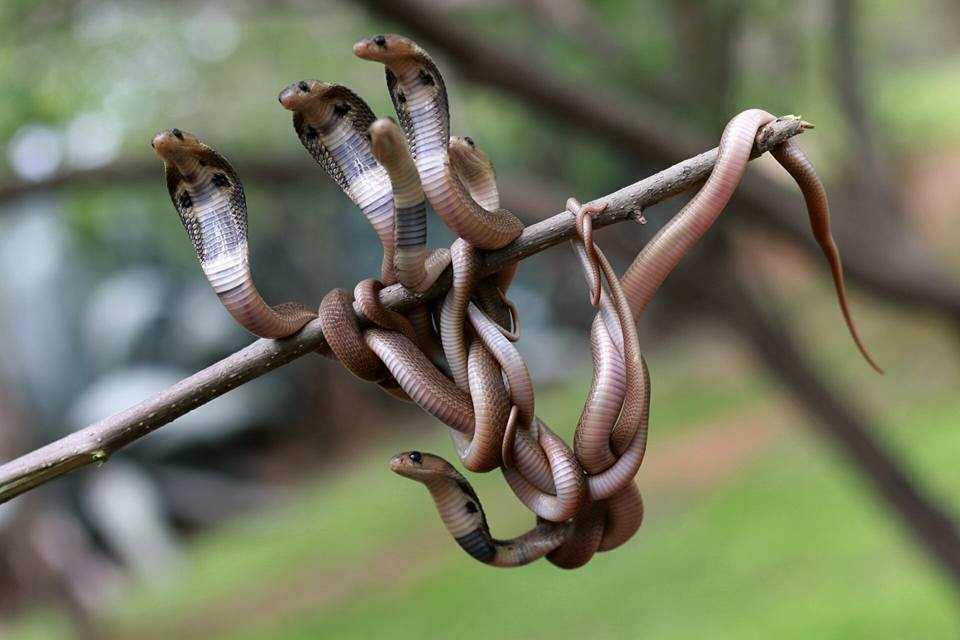 960x640, 55 Kb / змеи, сук, палка, кобры, клубок