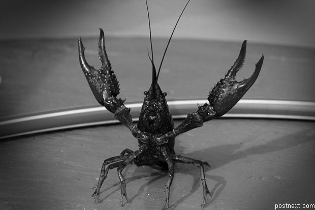 620x413, 28 Kb / рак