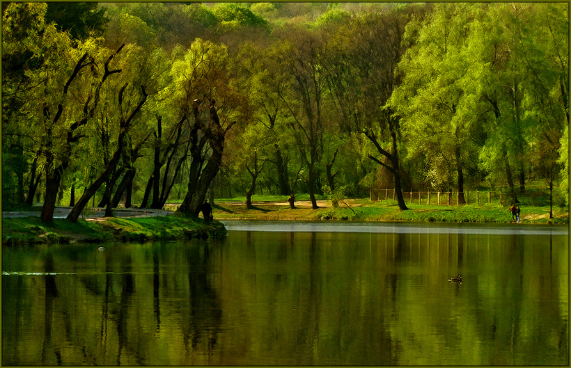 820x529, 284 Kb / озеро, утка, деревья, зелень