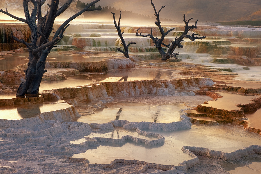 900x602, 549 Kb / деревья, сухие, соль, вода, пейзаж