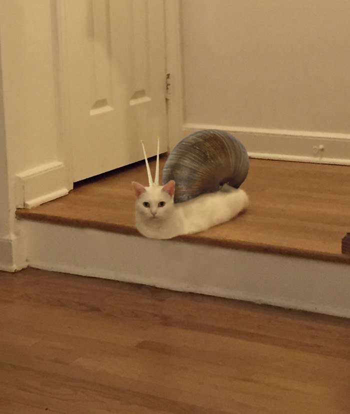 700x828, 65 Kb / кот, улитка, ступенька