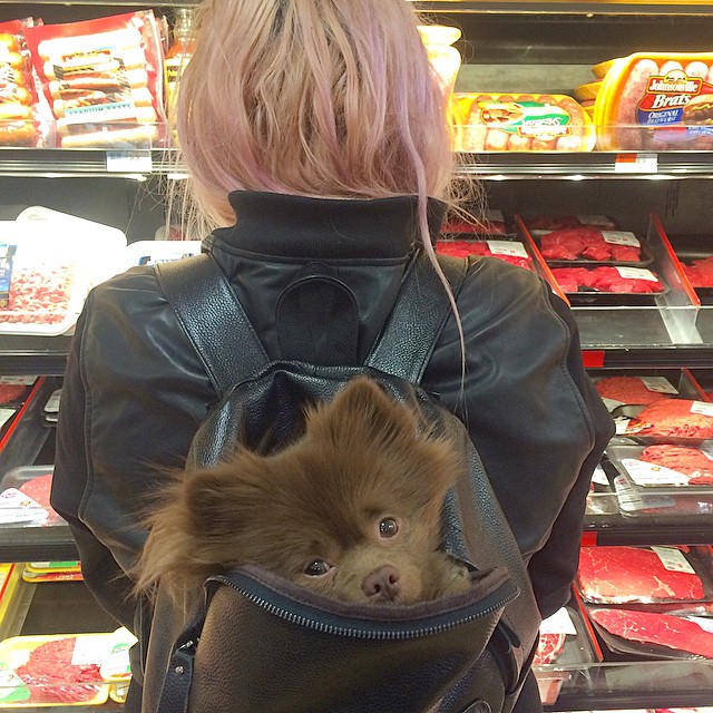 640x640, 135 Kb / щенок, рюкзак, витрина, магазин, мясо