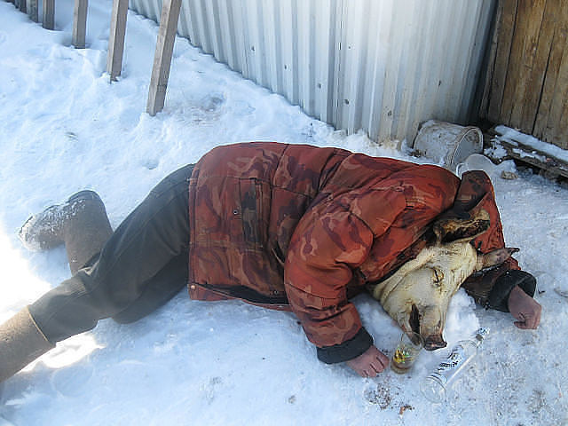 640x480, 75 Kb / пьяница, водка, рюмка, свинья