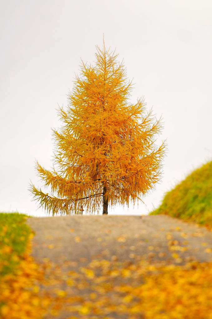 680x1024, 354 Kb / елка, дорога, осень, листопад, лиственница