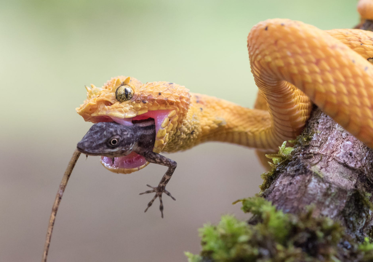 1211x852, 375 Kb / пиздец, змея, ящерица, обед