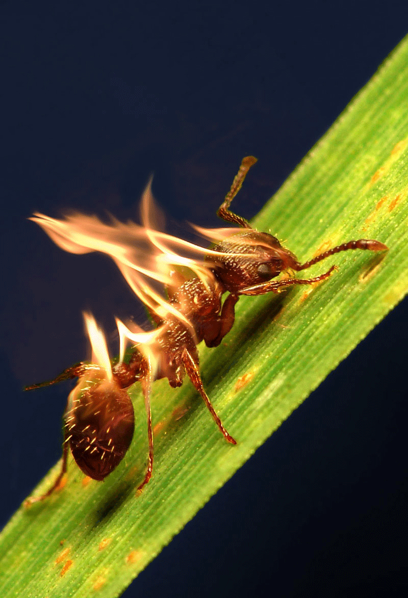 800x1173, 411 Kb / муравей, горит