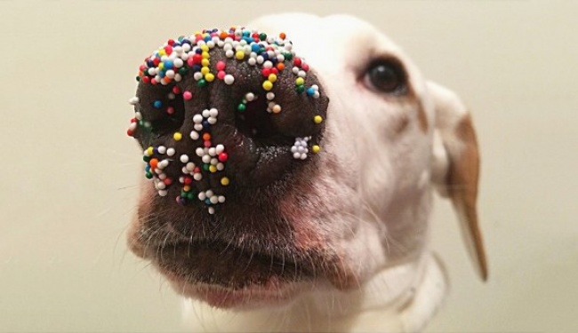 650x375, 62 Kb / собака, нос, пасха