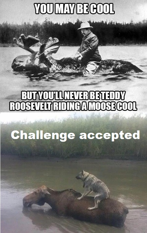 498x786, 159 Kb / рузвельт, лось, река, волк, собака