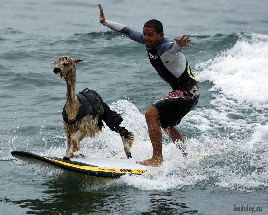 861x691, 125 Kb / мужчина, лама, серфинг, море