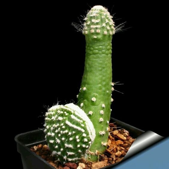 564x564, 54 Kb / кактус, по Фрейду