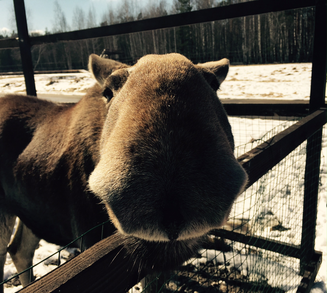 1356x1216, 638 Kb / лось, лосиха, забор, ограда, сетка, вольер, лес, морда, нос