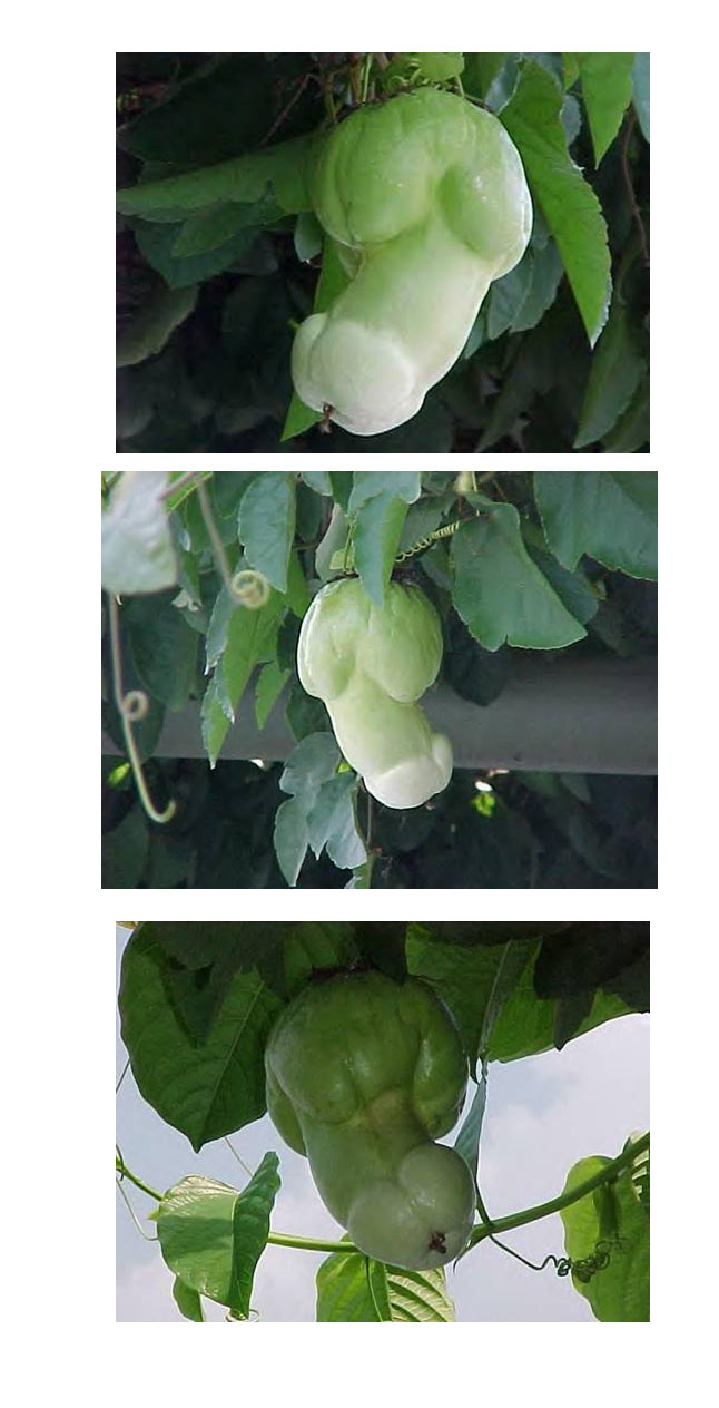 646x1264, 104 Kb / хуй, огурец