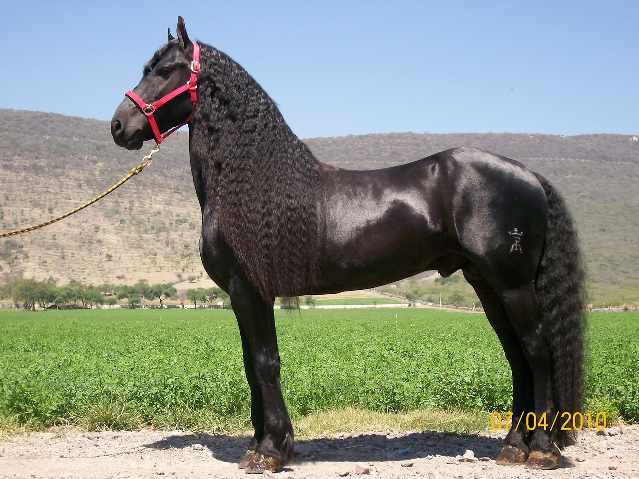 1280x960, 423 Kb / лошадь, черная, кучерявая, грива, хвост