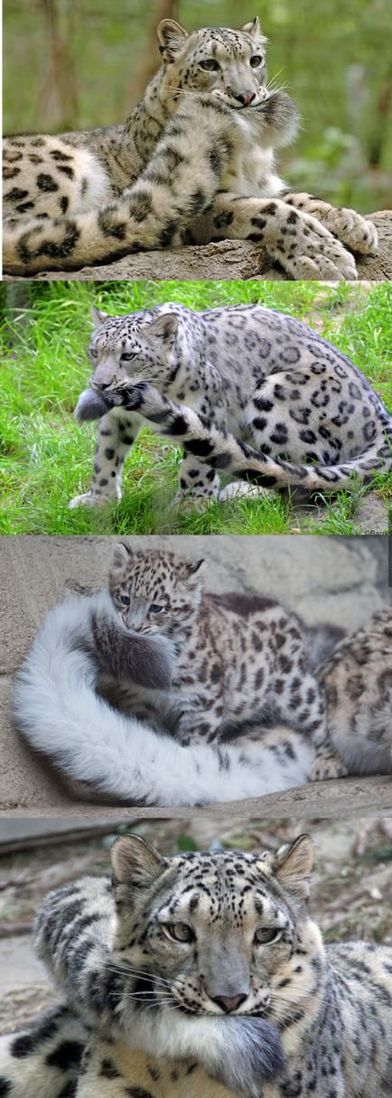 434x1214, 108 Kb / барс, хвост, в зубах