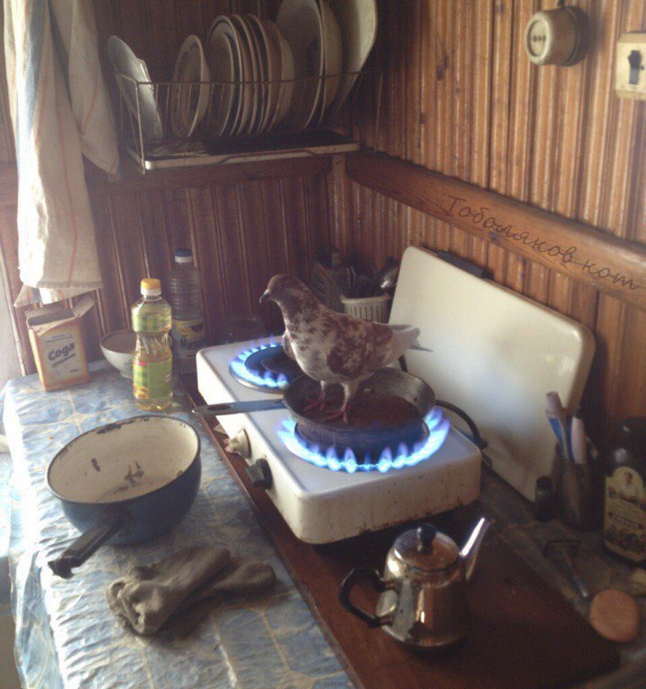 720x768, 108 Kb / голубь, сковорода