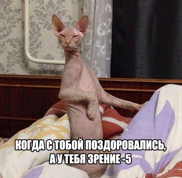 614x600, 74 Kb / близорукость, кошка, постель