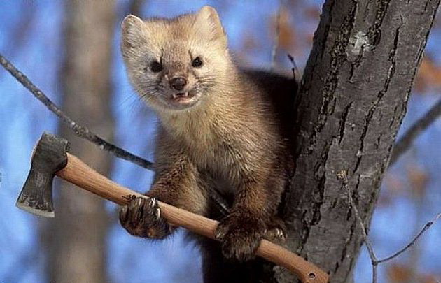 630x405, 77 Kb / дерево, топор, доброта