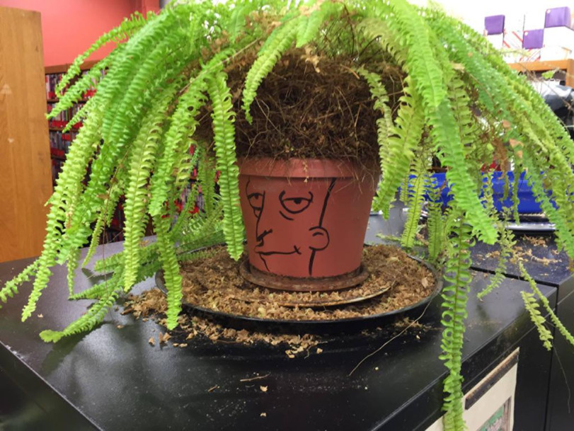 811x609, 188 Kb / папоротник, горшок, симпсоны