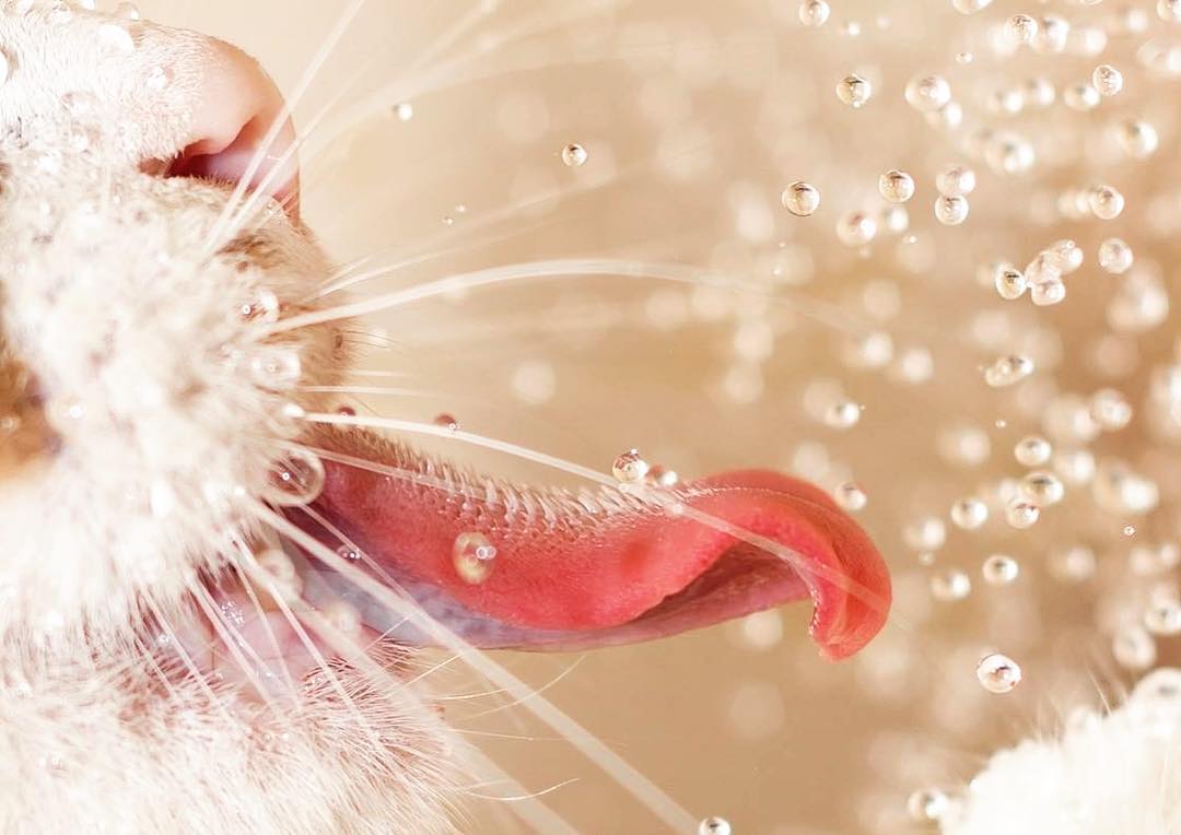 1080x764, 79 Kb / нос, усы, язык, брызги