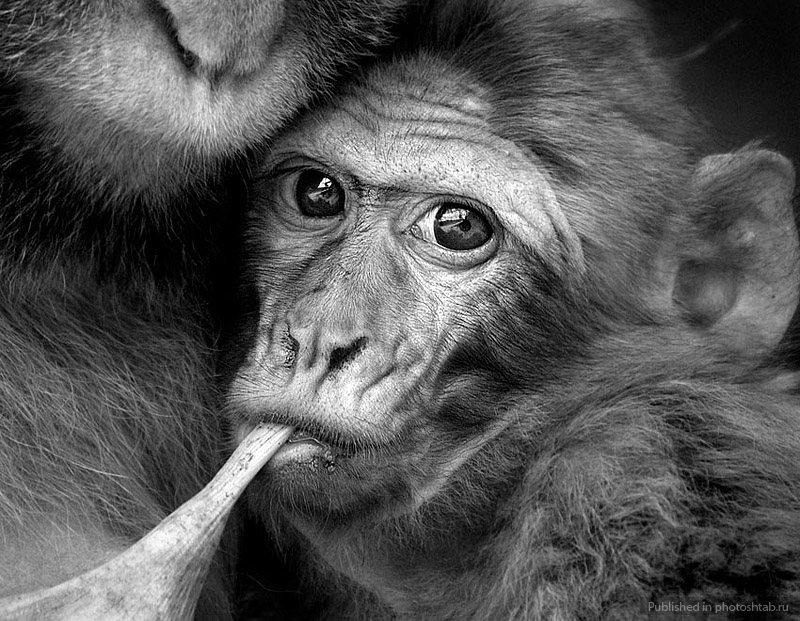 800x621, 187 Kb / обезьяны, мать, самка, ребенок, титька