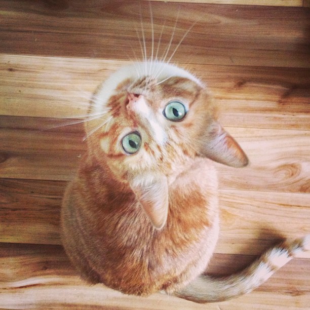 612x612, 97 Kb / кот, сверху