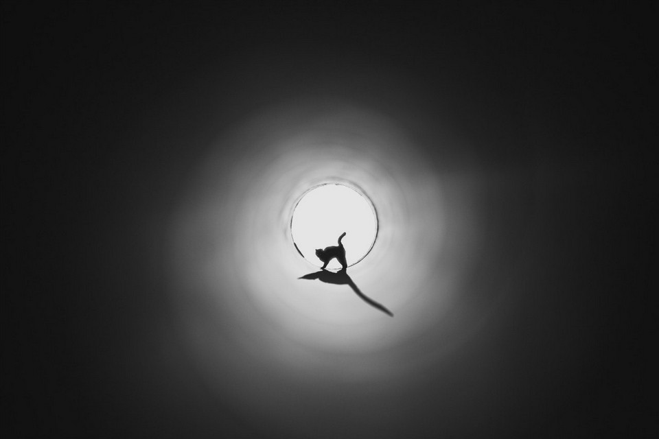 960x640, 34 Kb / свет, в конце, тоннеля, кот, ч/б