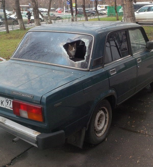 600x657, 83 Kb / жигули, кот, стекло, дырка
