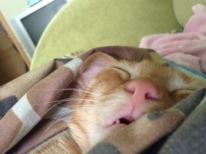 700x523, 133 Kb / рыжий, котэ, спит
