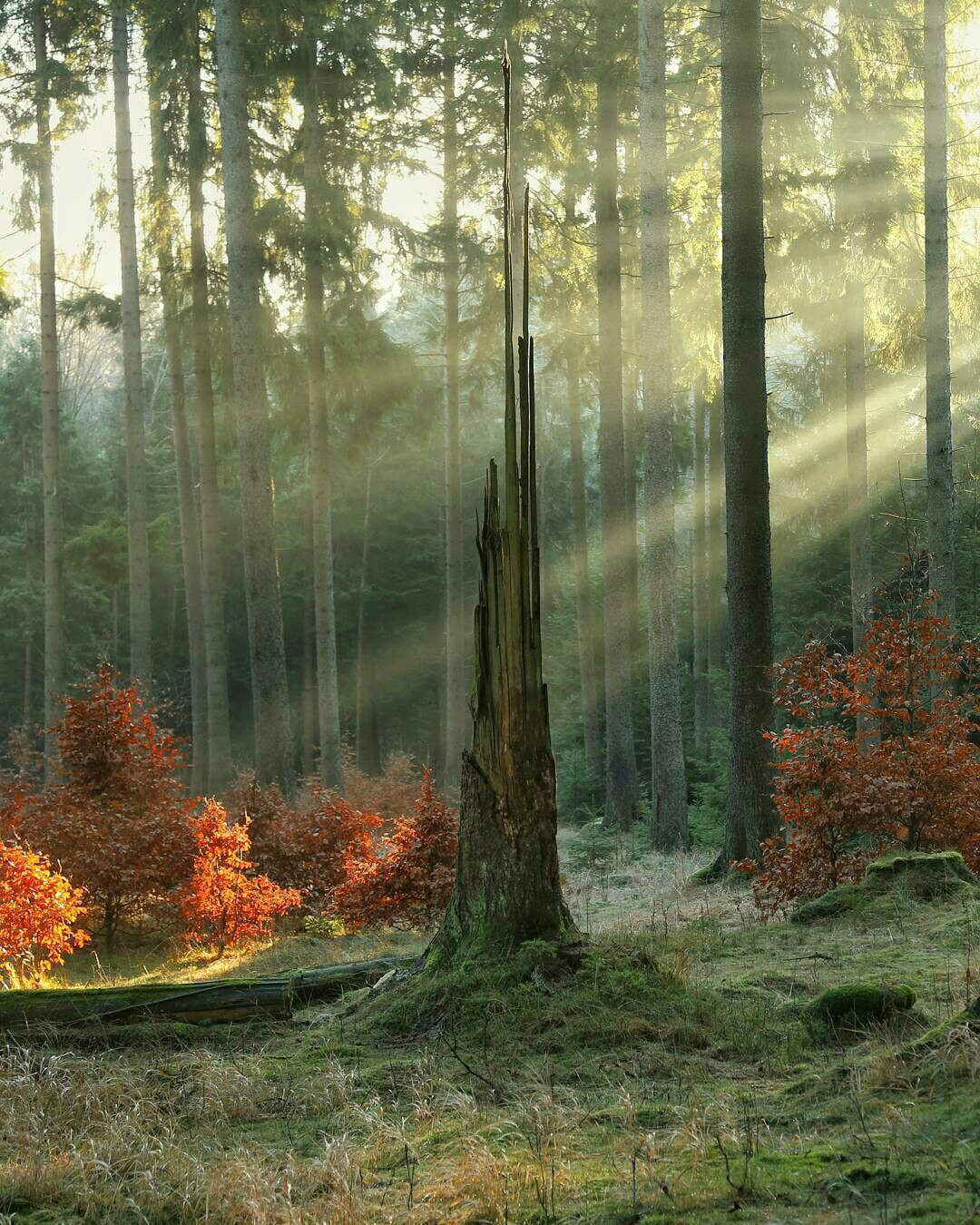 1080x1350, 440 Kb / лес, мох, ствол, пень, дерево, свет