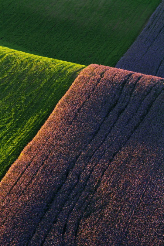 540x810, 247 Kb / поле, волна