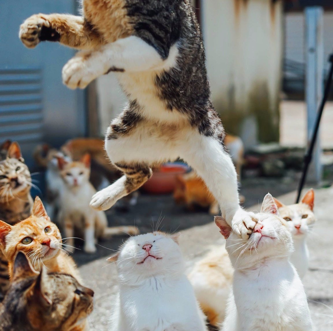 1153x1145, 167 Kb / коты, прыжок, пяткой в глаз