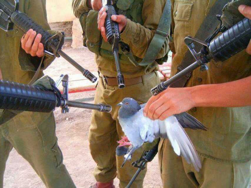 800x600, 125 Kb / солдаты, оружие, голубь