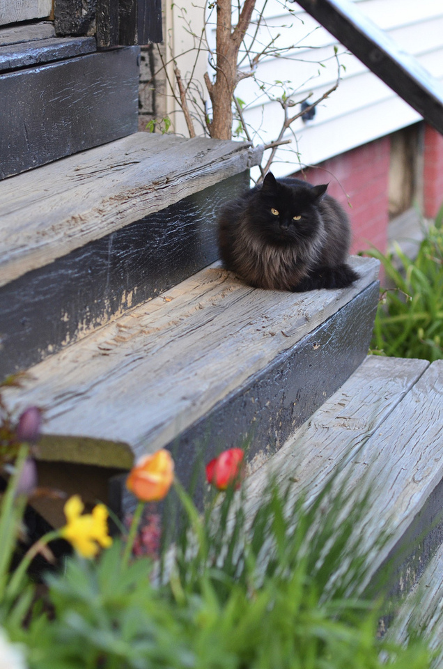 636x960, 329 Kb / кот, крыльцо, цветы, весна