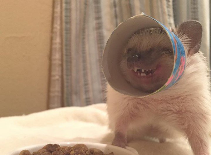 720x531, 46 Kb / ежик, смех