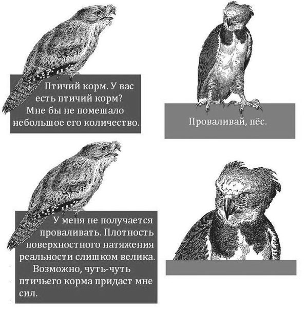 594x604, 77 Kb / козодой, гарпия, птичий корм