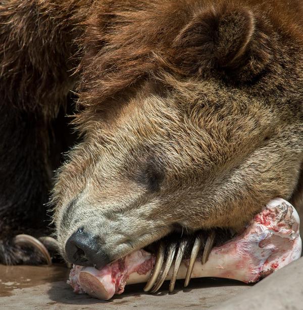 600x615, 92 Kb / медведь, когти, кость, спит