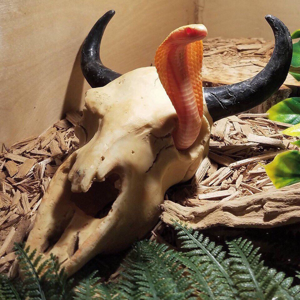 960x960, 260 Kb / террариум, кобра, череп, рога