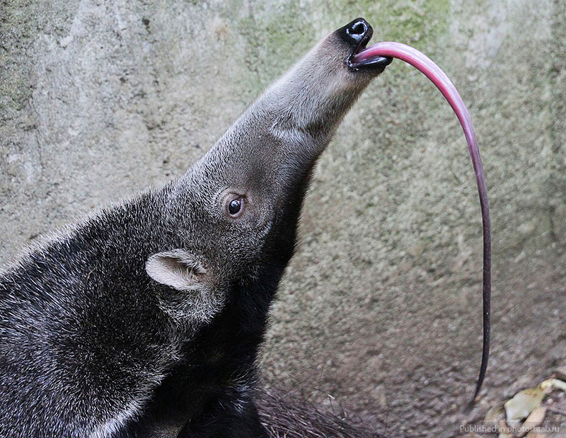 800x619, 556 Kb / большой, муравьед, язык