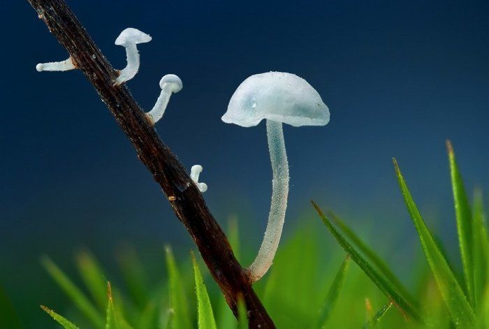 700x471, 36 Kb / трава, ветка, белые, грибы