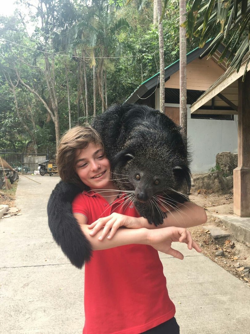 811x1081, 237 Kb / кошачий медведь, бинтуронг, черный, усы